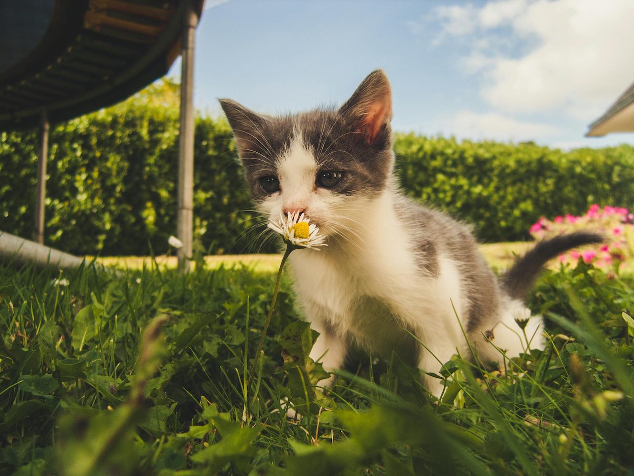 Help! My Cat Won't Stop Grooming—Here's What to Do