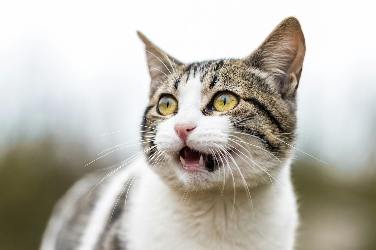 Help! My Cats Are Fighting: Solve Cat Conflict Now!