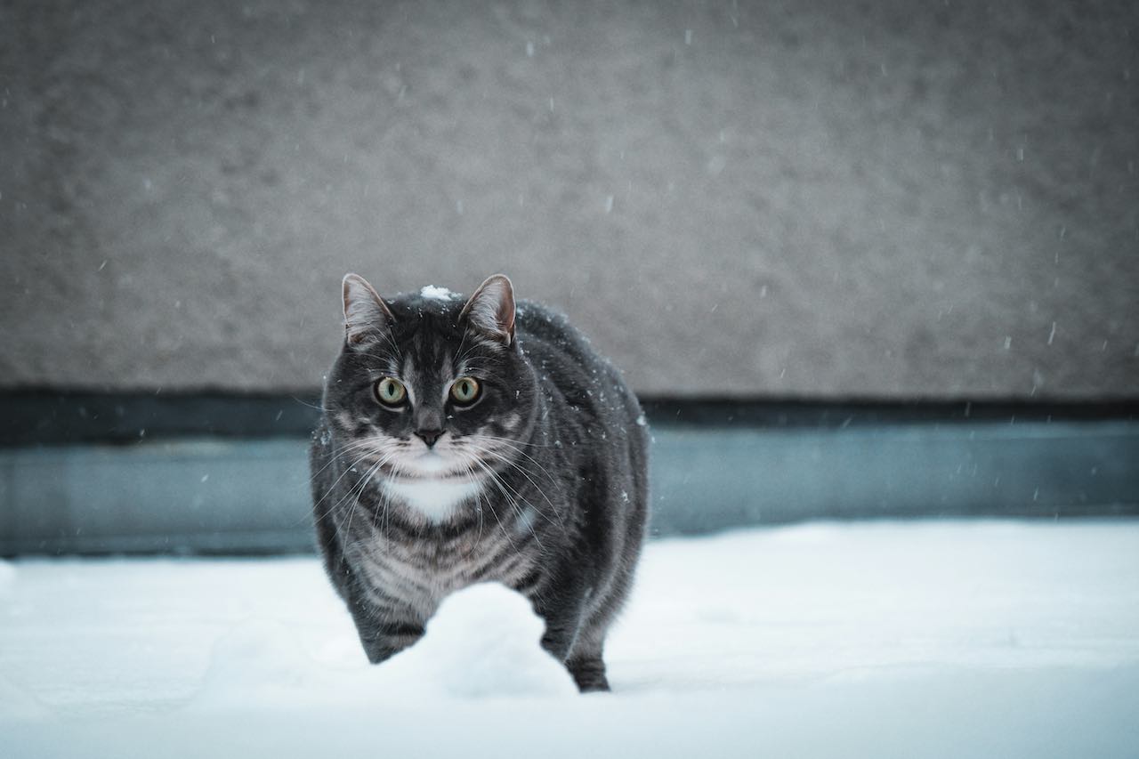 Stop the Cruelty: Why Declawing Your Cat Is More Harmful Than You Think