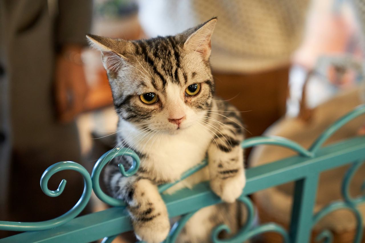 Tabby Cat Behavior Explained: Traits and Care for Happy Cats