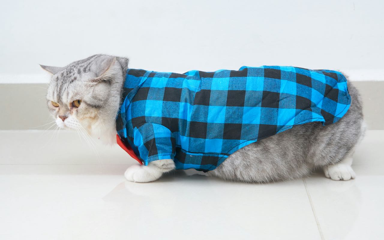 Urgent: The Crucial Guide to Feeding Cats with Kidney Disease