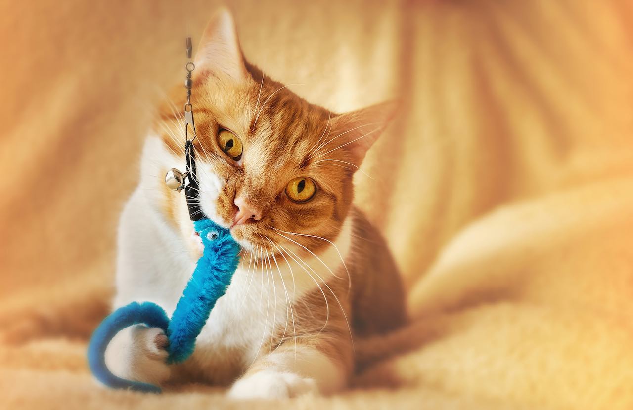 Don't Let Your Senior Cat Suffer – Choose the Best Litter Box Today!