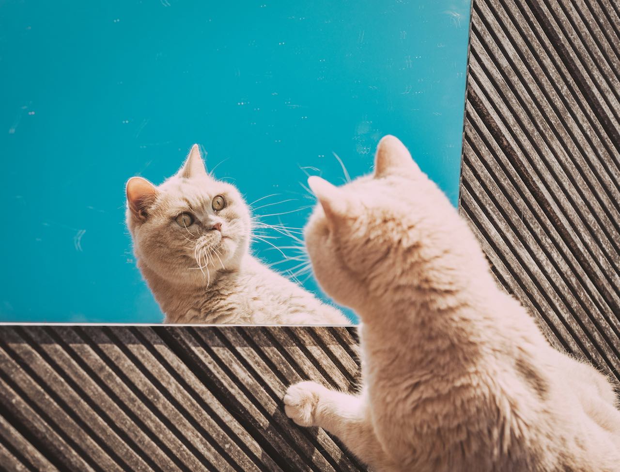 Urgent Help! My Cat Keeps Peeing On My Bed – Solutions Revealed