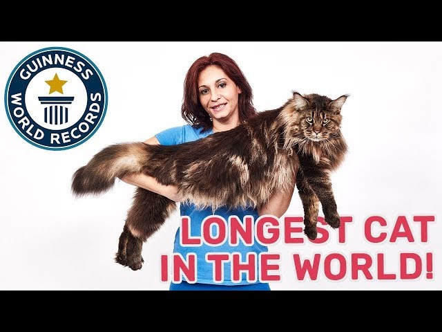 Largest cat in the world