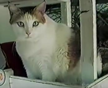 Oldest cat in the world