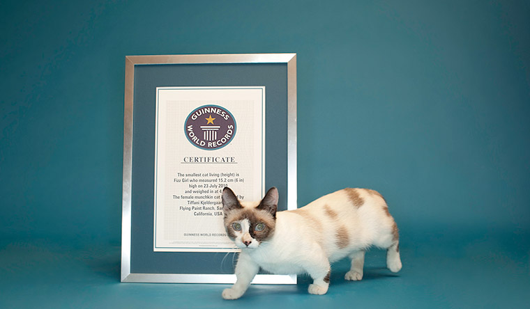 Shortest cat in the world