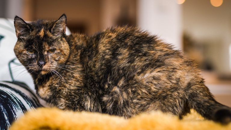 The Oldest Cats in the World