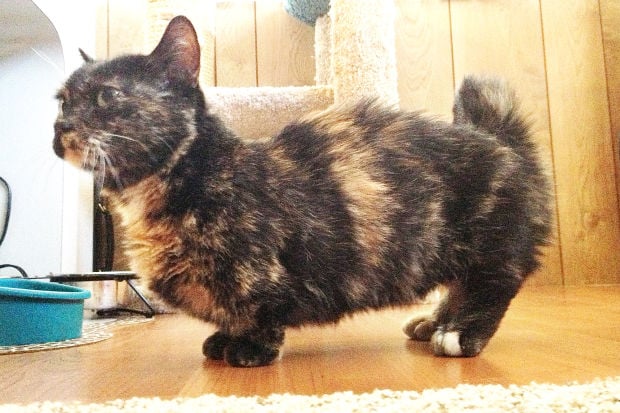 Shortest cat in the world