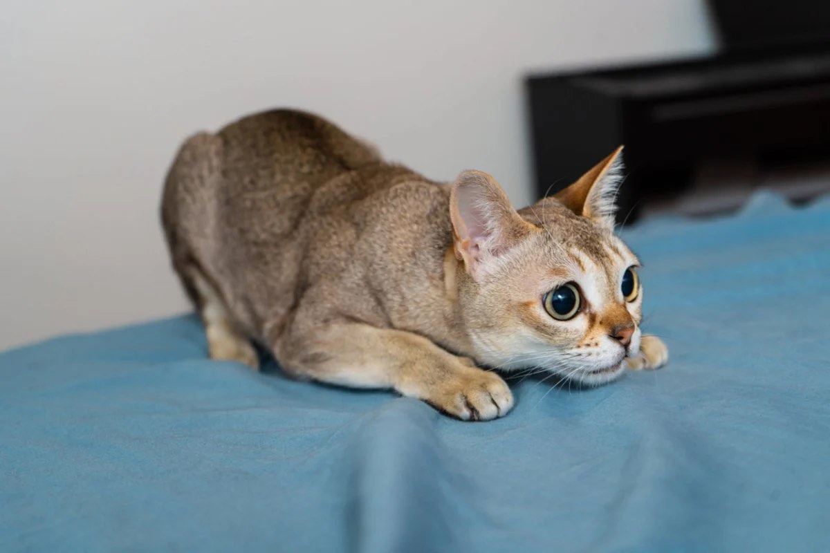 Smallest cat breed