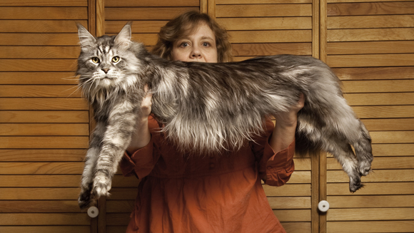 The Largest Cats in the World