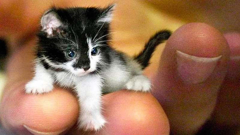 The Smallest Cats in the World