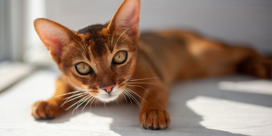 Abyssinian Cat - Everything You Need to Know