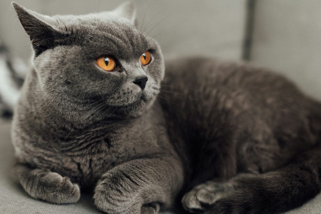 British Shorthair Cat