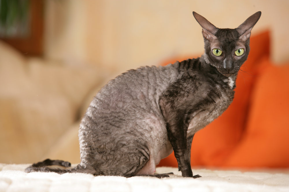 Cornish Rex Cat - Everything You Need to Know