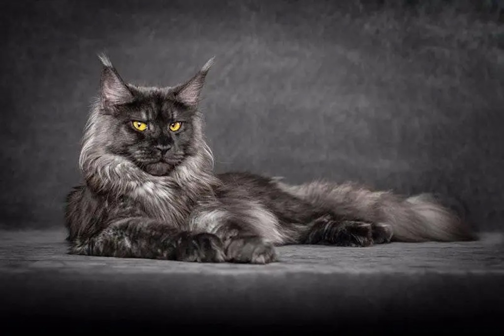 Main Coon Cat