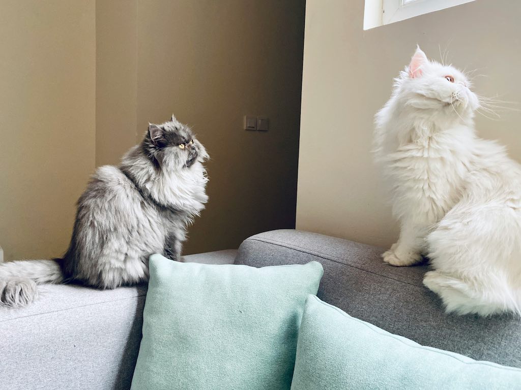 Persian Cat