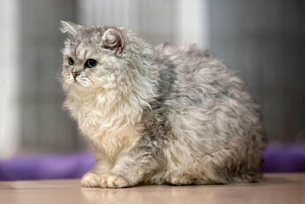 Selkirk Rex Cat - Everything You Need to Know