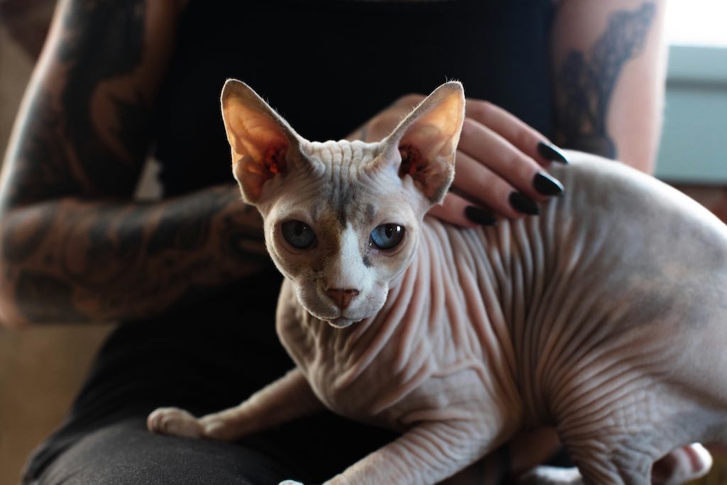 Sphynx Cat