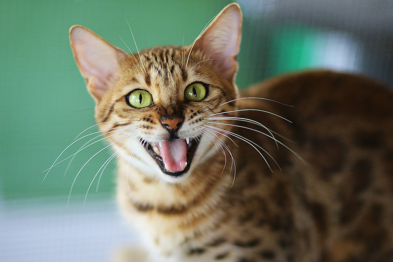 Cat Prices in the UK: The Ultimate Guide to Buying Your Dream Cat 2025